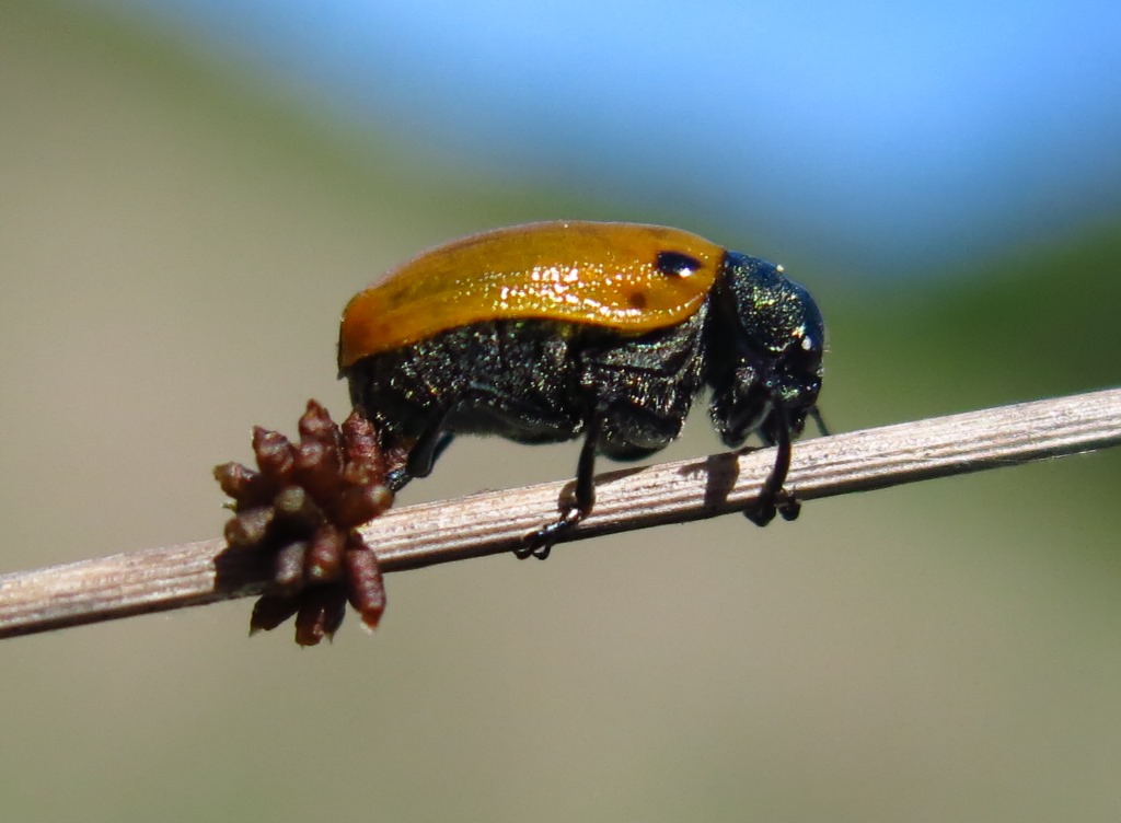 Chrysomelidae: Labidostomis humeralis?... Labidostomis sp.