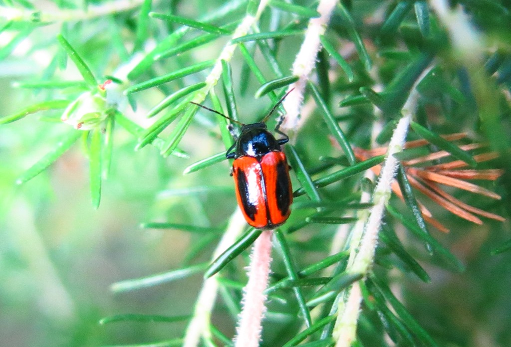 Chrysomelidae - Cryptocephalus bipunctatus? Sì.
