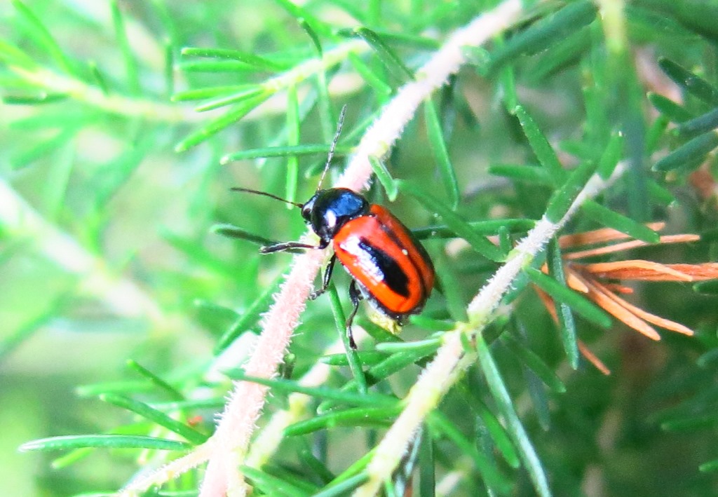 Chrysomelidae - Cryptocephalus bipunctatus? Sì.