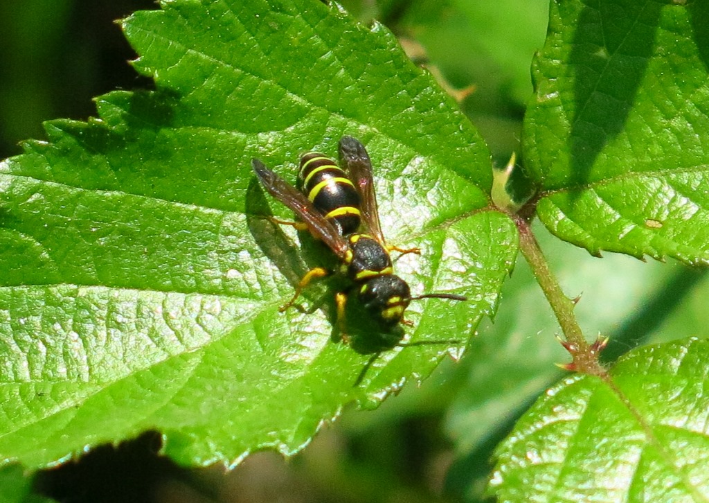 Vespidae da determinare