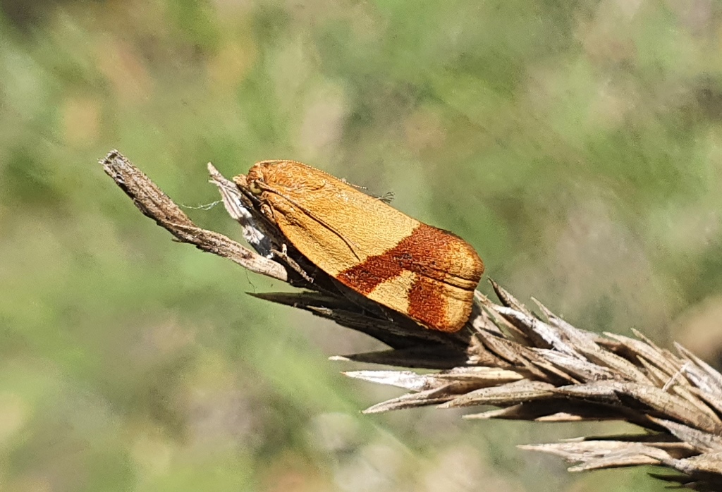 Tortricidae: Aphelia ferugana (= ochreana)