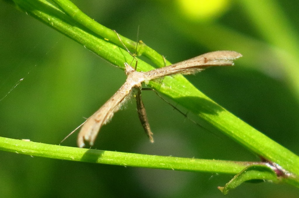 Pterophotidae:  Hellinsia sp. da confermare