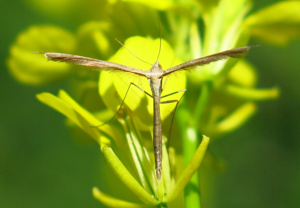 Pterophotidae:  Hellinsia sp. da confermare