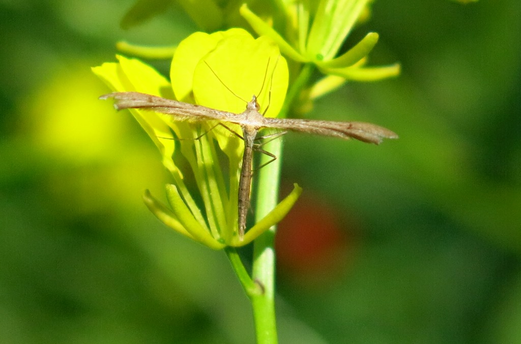 Pterophotidae:  Hellinsia sp. da confermare