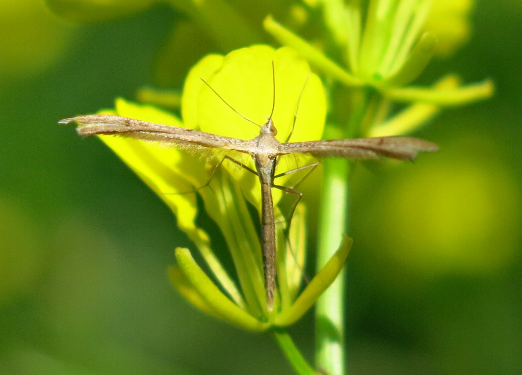 Pterophotidae:  Hellinsia sp. da confermare