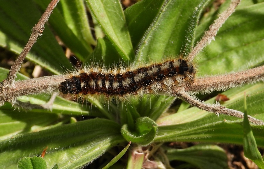 Lasiocampidae: Eriogaster catax