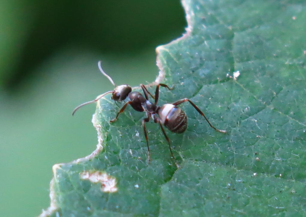 Formica sp.