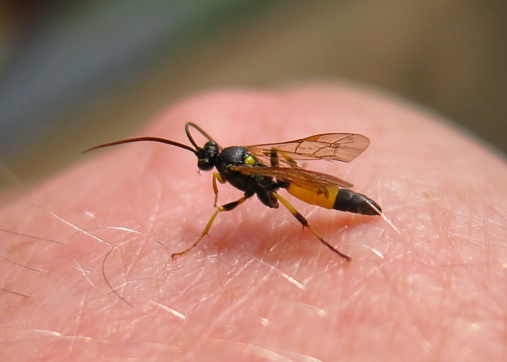 Ichneumonidae da determinare