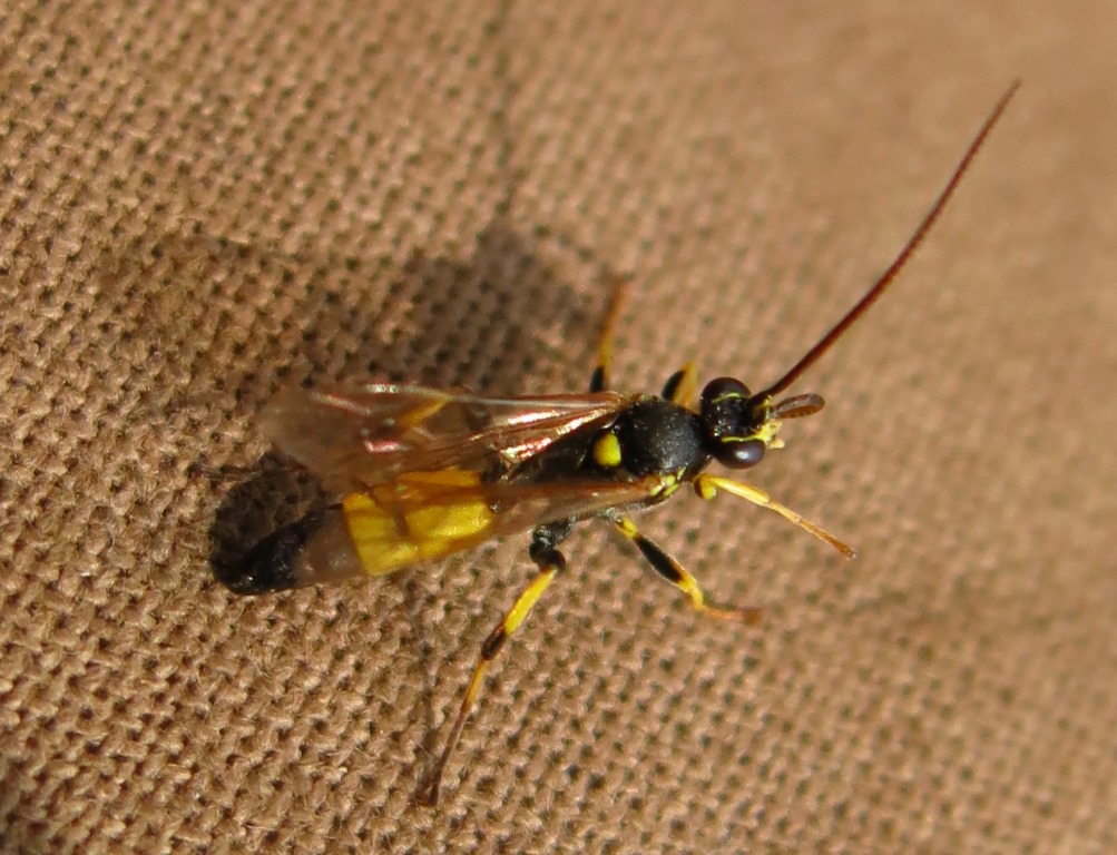 Ichneumonidae da determinare