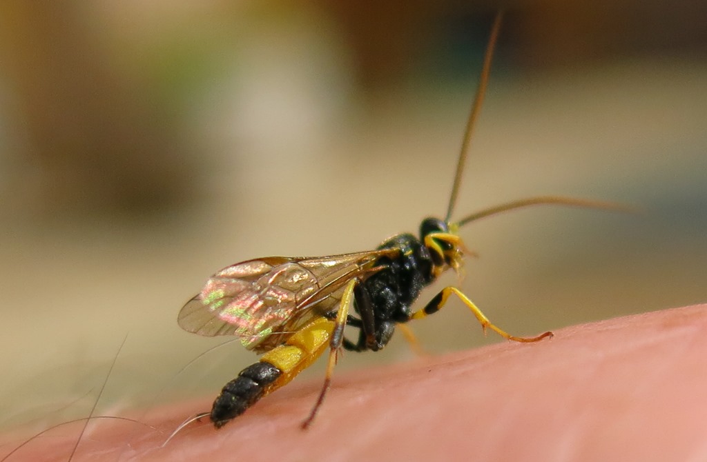 Ichneumonidae da determinare