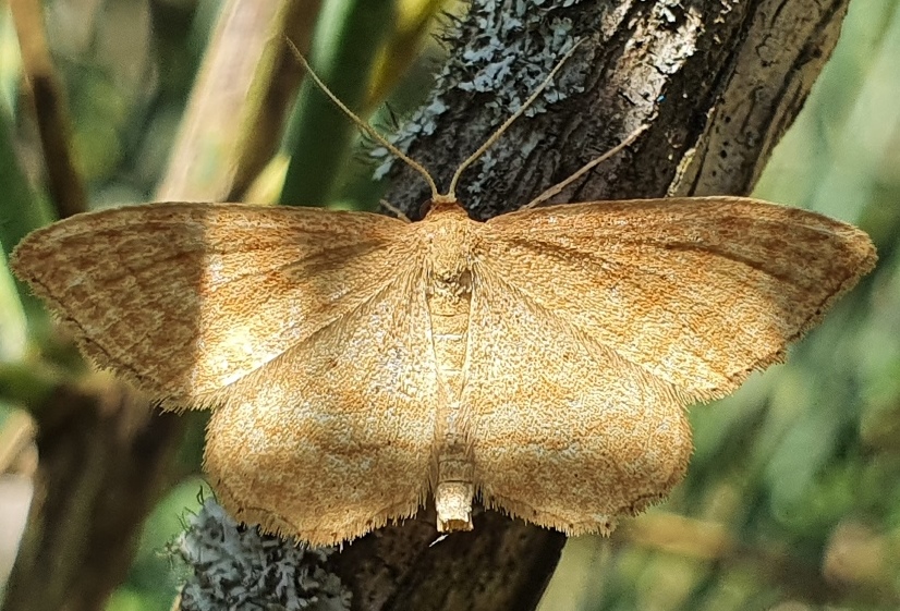 Geometridae: Idaea ochrata