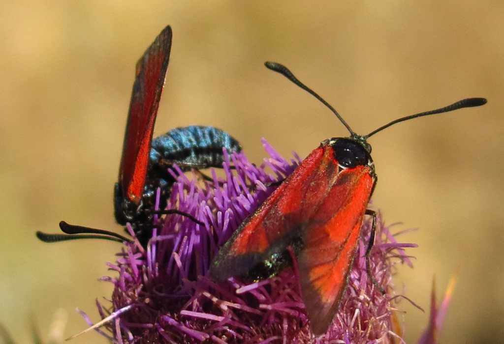 Zygaenidae: Zygaena erythrus