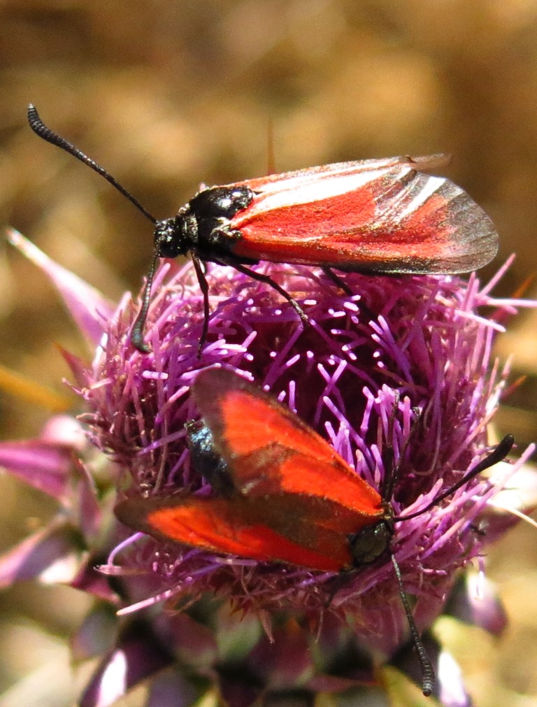 Zygaenidae: Zygaena erythrus