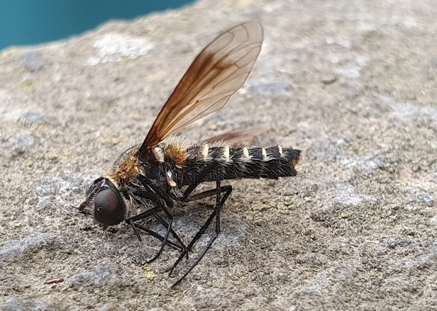 Bombyliidae: Lomatia sp.