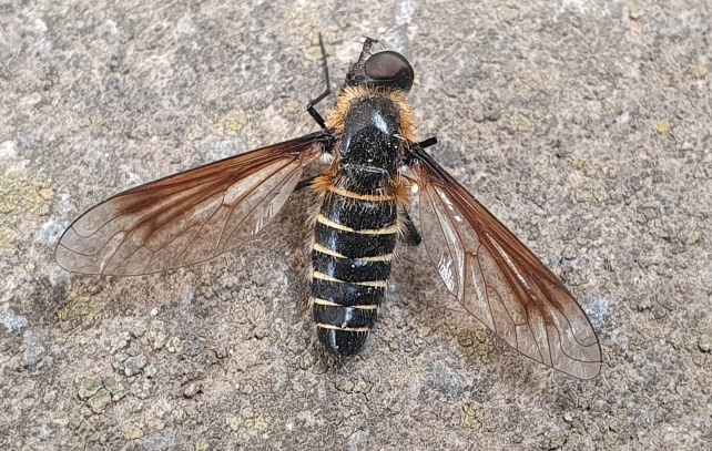 Bombyliidae: Lomatia sp.