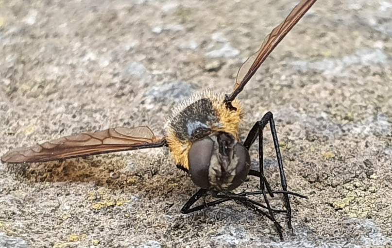 Bombyliidae: Lomatia sp.