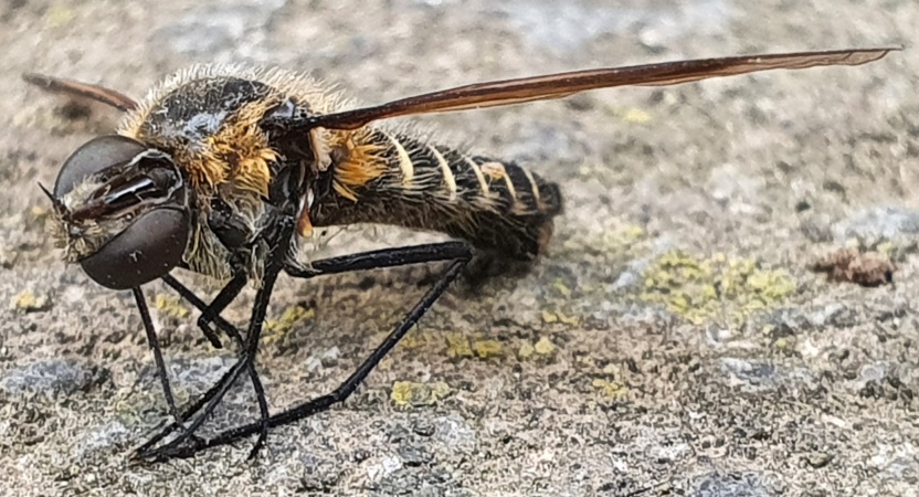 Bombyliidae: Lomatia sp.