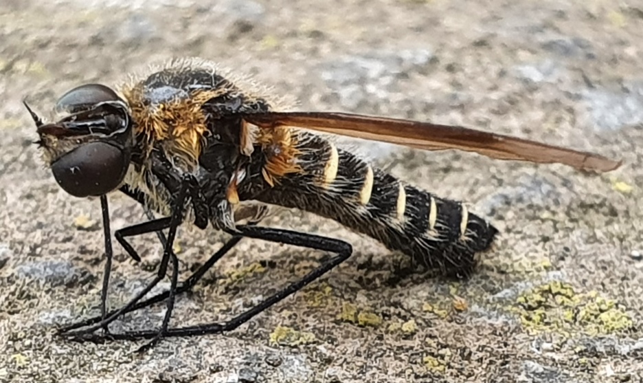 Bombyliidae: Lomatia sp.
