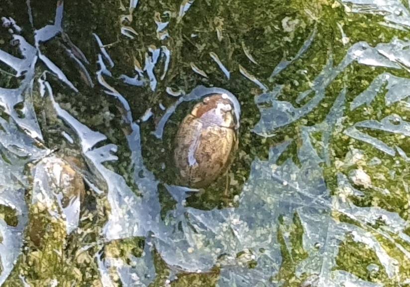 piccolo ditiscide? No, Hydrophilidae: Laccobius sp