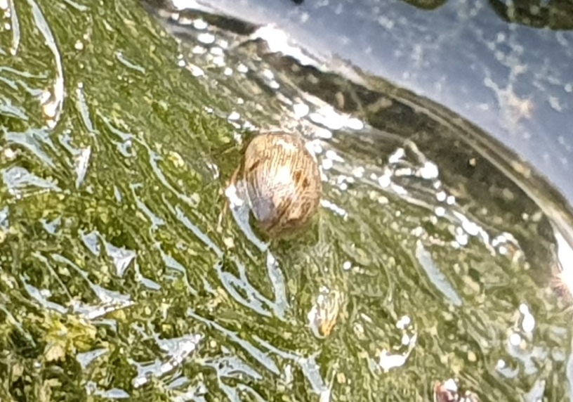 piccolo ditiscide? No, Hydrophilidae: Laccobius sp