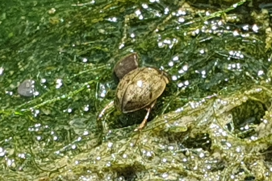 piccolo ditiscide? No, Hydrophilidae: Laccobius sp
