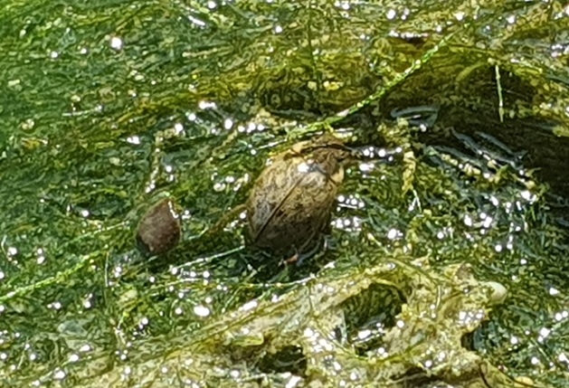 piccolo ditiscide? No, Hydrophilidae: Laccobius sp