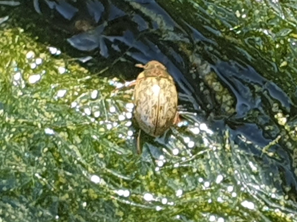 piccolo ditiscide? No, Hydrophilidae: Laccobius sp