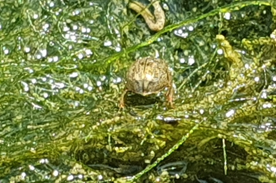 piccolo ditiscide? No, Hydrophilidae: Laccobius sp