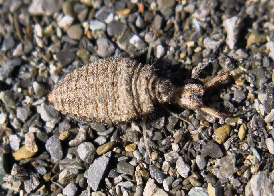 larva di formicaleone da determinare