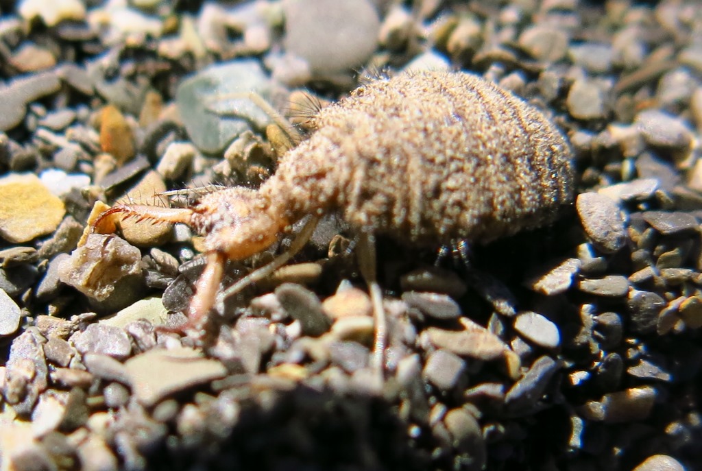 larva di formicaleone da determinare