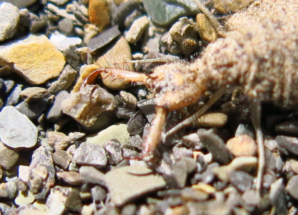 larva di formicaleone da determinare