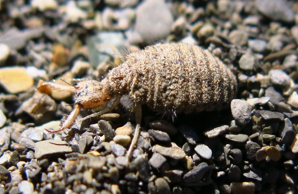 larva di formicaleone da determinare