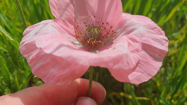 Papavero rosa da determinare