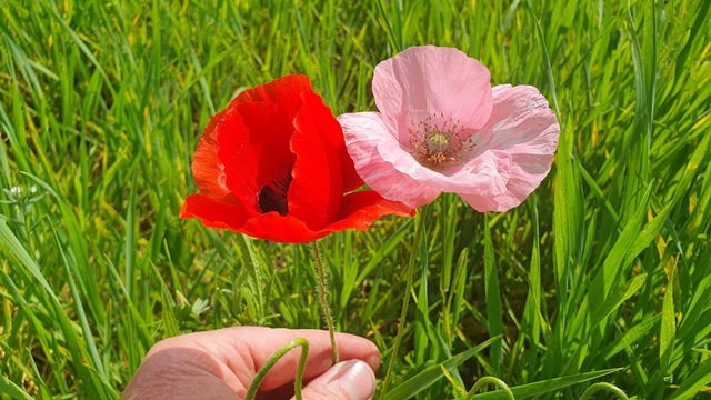 Papavero rosa da determinare