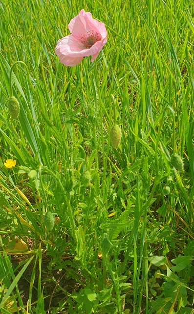 Papavero rosa da determinare