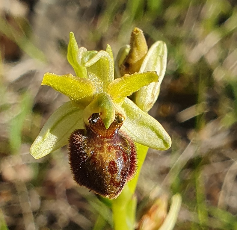 O. sphegodes?