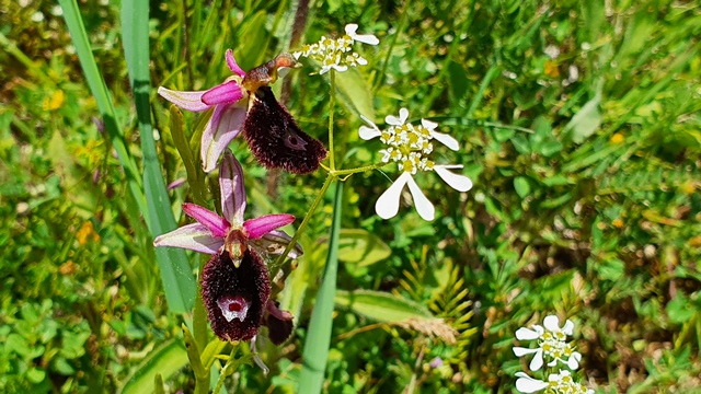 Ophrys bertolonii, ma quale?