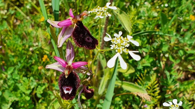 Ophrys bertolonii, ma quale?