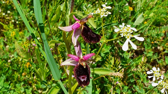 Ophrys bertolonii, ma quale?