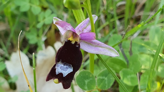 Ophrys bertolonii, ma quale?