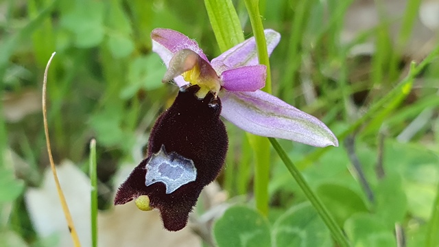 Ophrys bertolonii, ma quale?