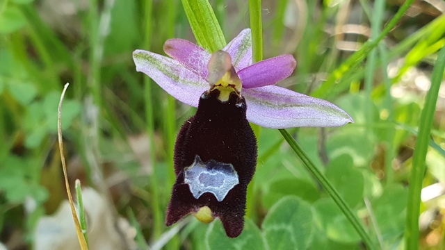 Ophrys bertolonii, ma quale?