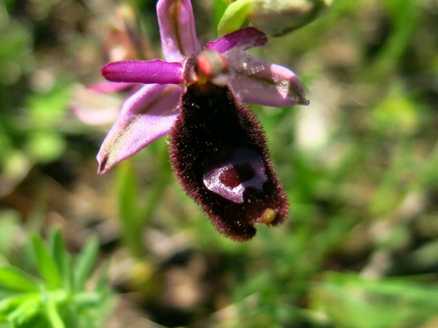 Ophrys bertolonii, ma quale?