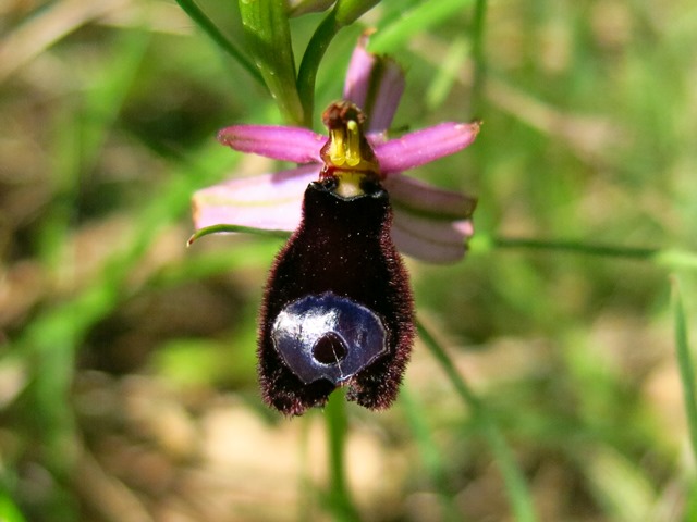 Ophrys bertolonii, ma quale?