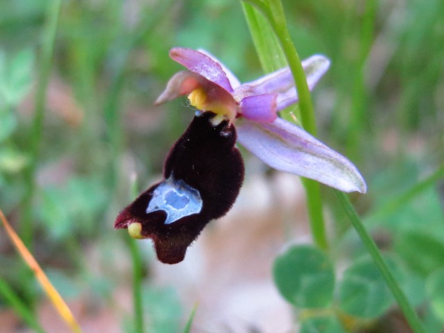 Ophrys bertolonii, ma quale?