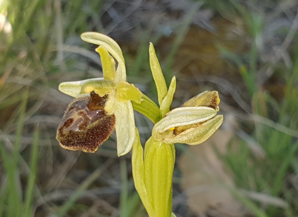 O. sphegodes?