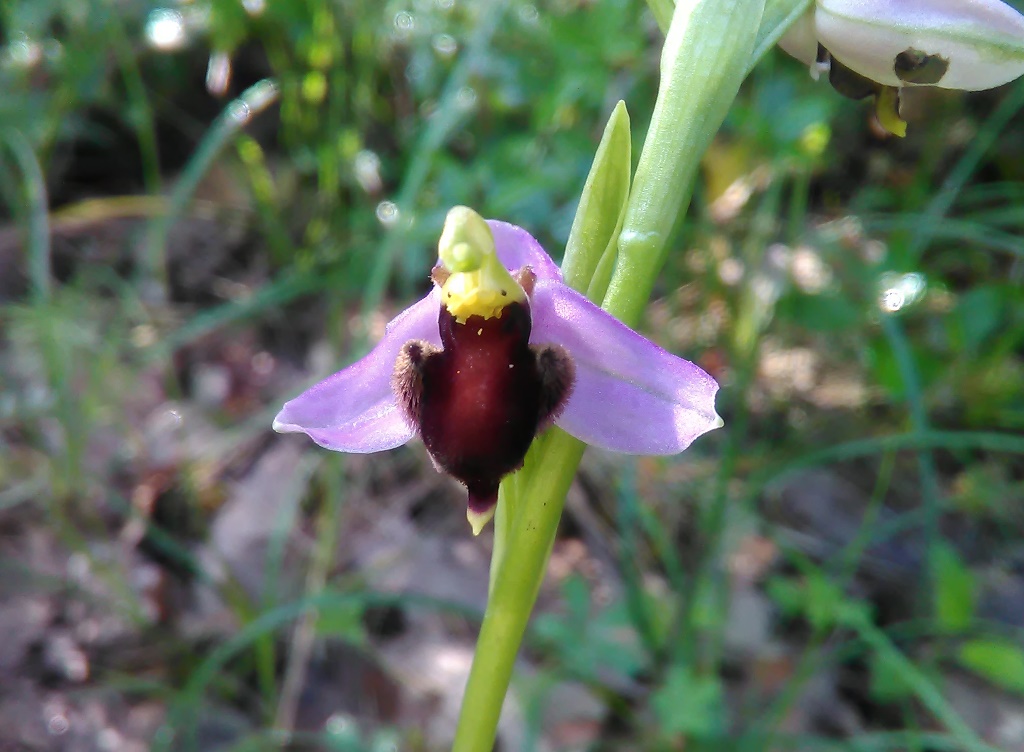 Ophrys apifera var. fulvofusca