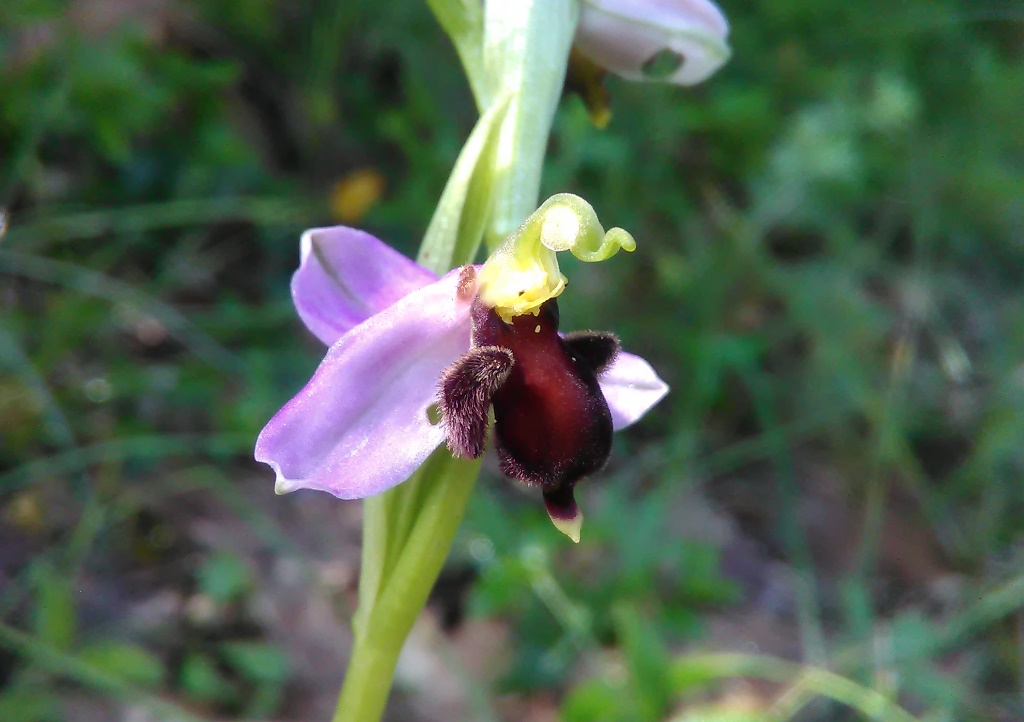 Ophrys apifera var. fulvofusca