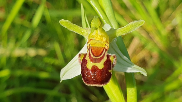 Ophrys apifera var. aurita?