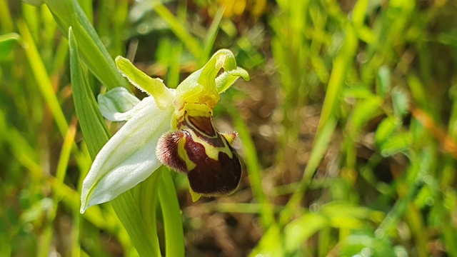 Ophrys apifera var. aurita?